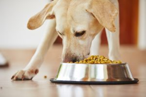 Nutritional-Counseling-Important-Dogs-Radford-Hills-Animal-Clinic