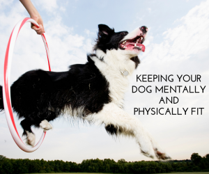 Keeping Your Pet Mentally and Physically Fit